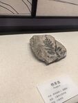 植物化石标本展示