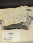 化石标本展示
