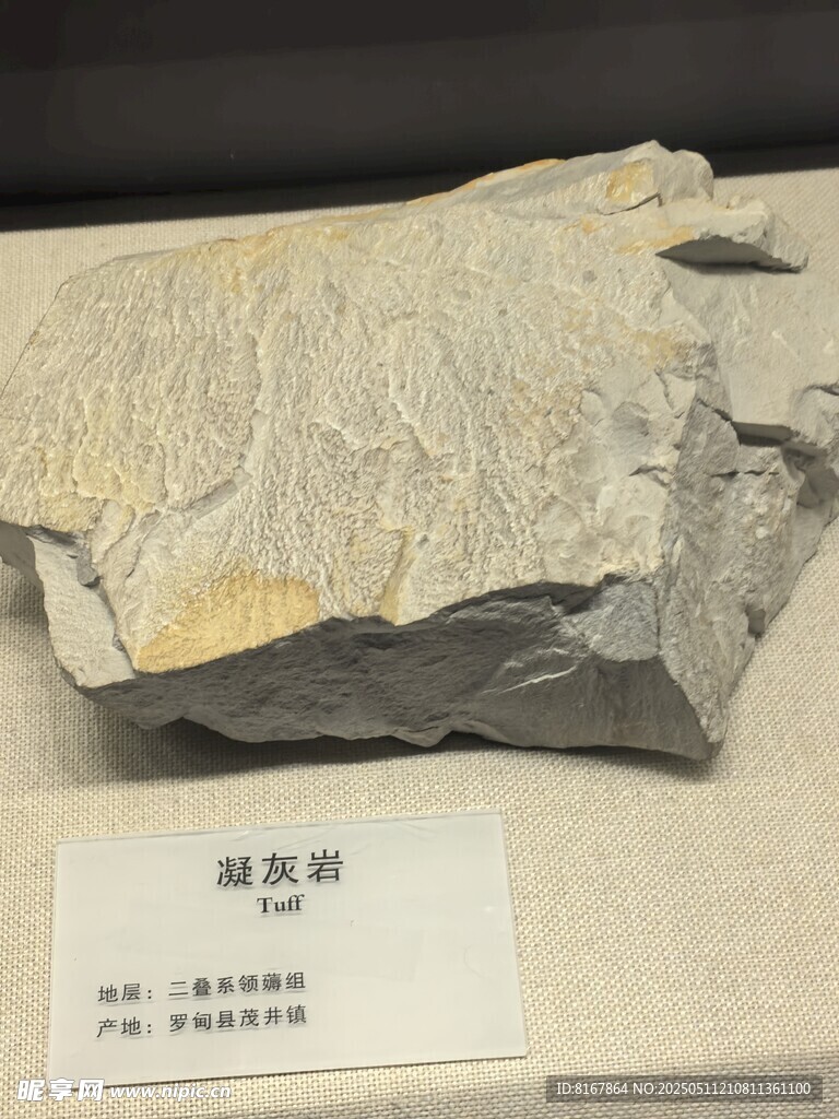 化石标本展示
