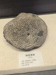 蜂窝珊瑚化石标本展示