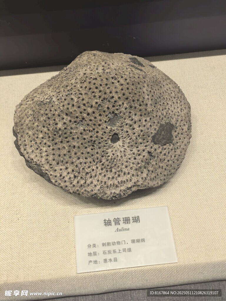 蜂窝珊瑚化石标本展示