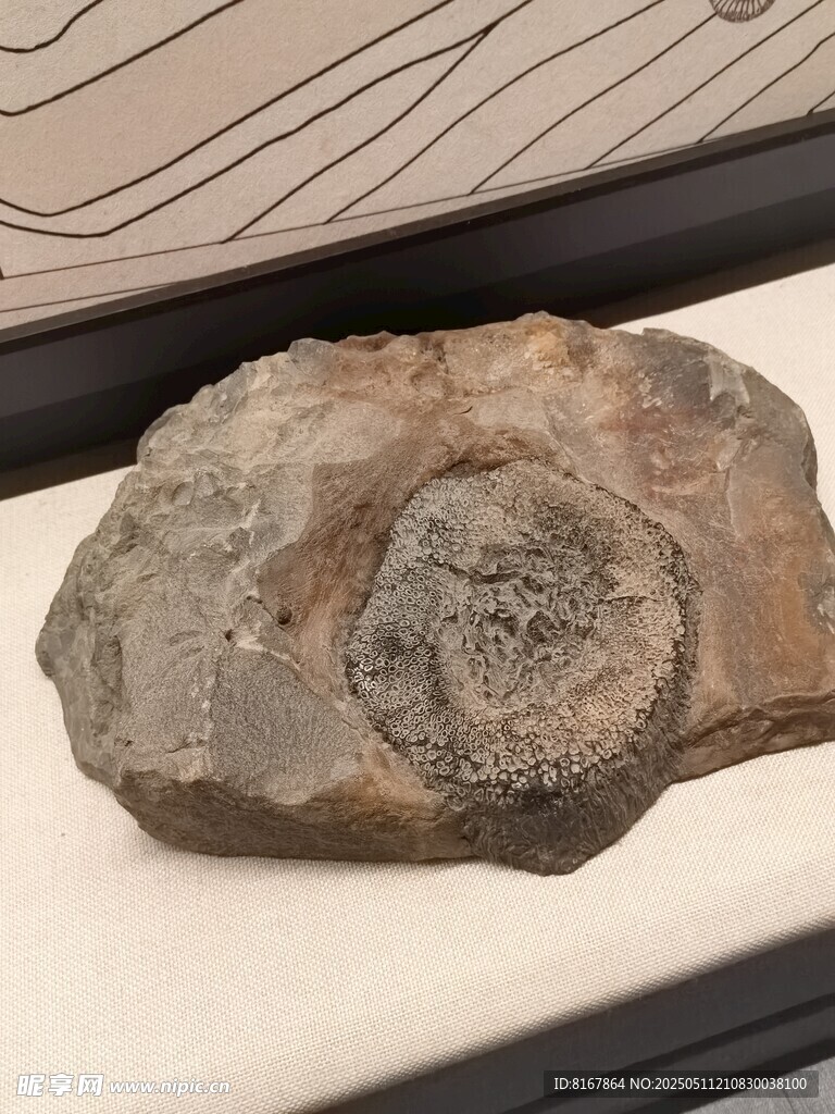 远古化石标本展示