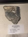 白垩纪陨石标本展示