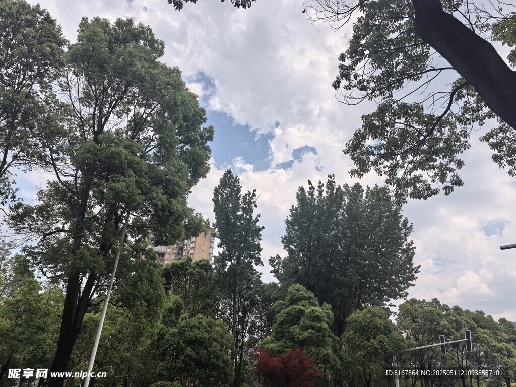 蓝天白云下的葱郁树林