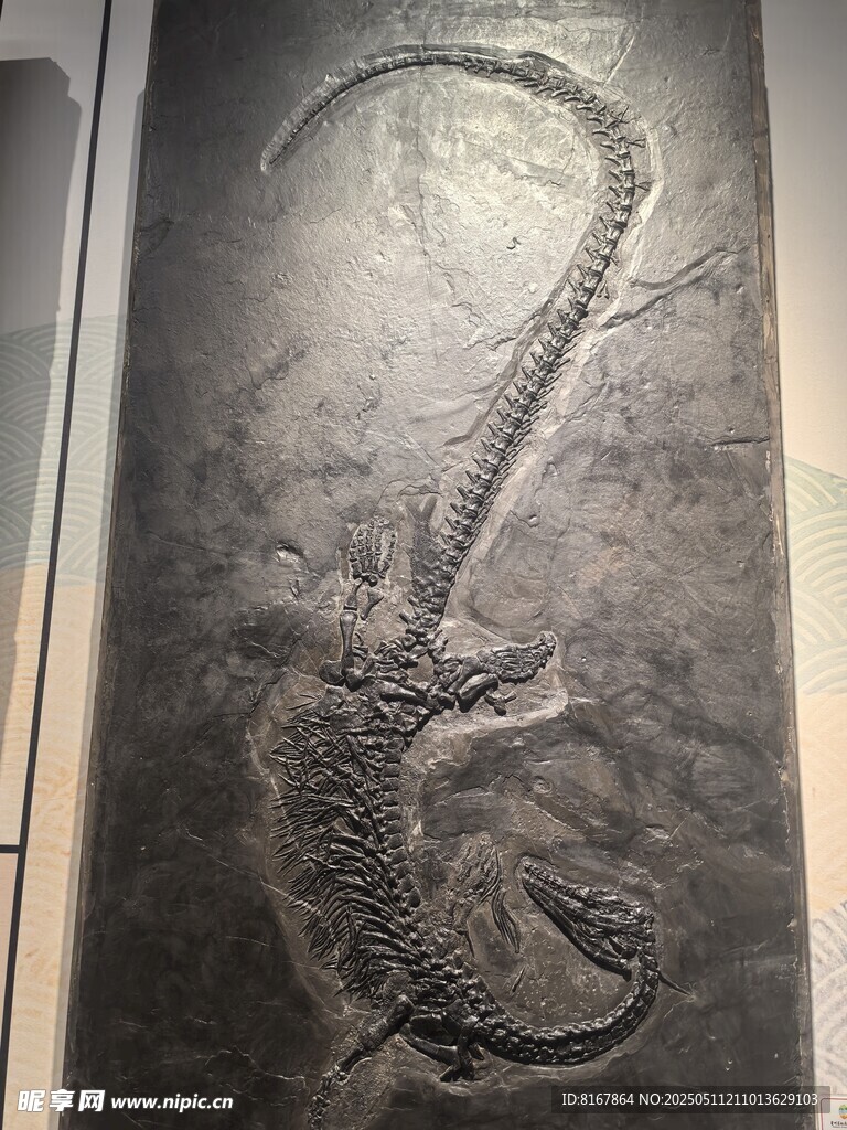 神秘远古蛇形生物化石