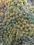 茂密绿植景观