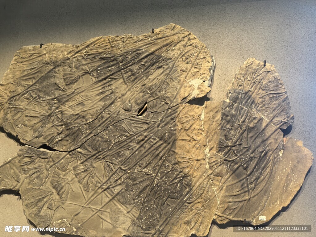 远古神秘化石纹理展示