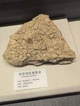 古生物化石标本展示