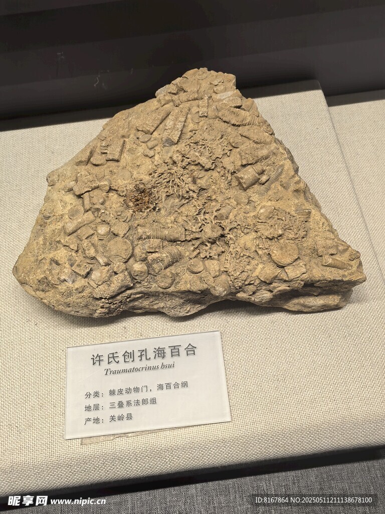 古生物化石标本展示