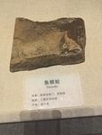 鱼龙化石展示