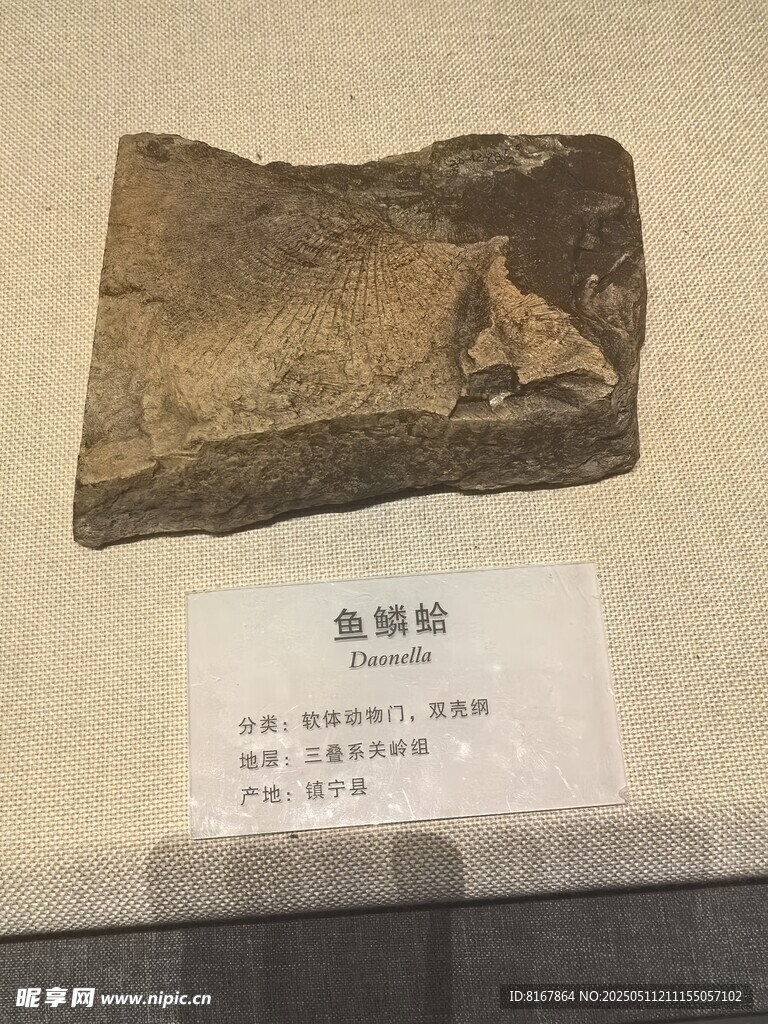 鱼龙化石展示