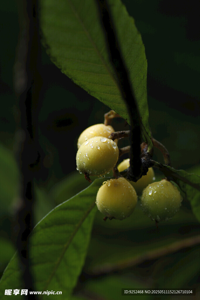 枇杷果树 