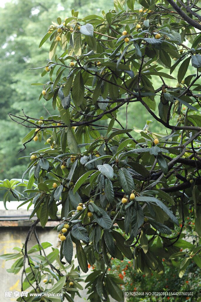 枇杷树