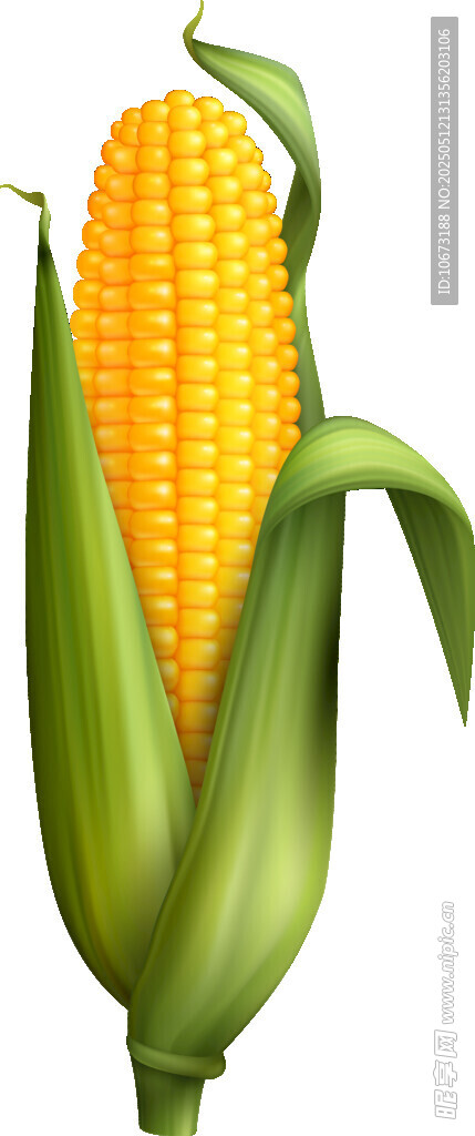 新鲜玉米棒
