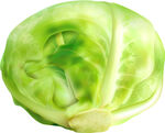 新鲜圆白菜