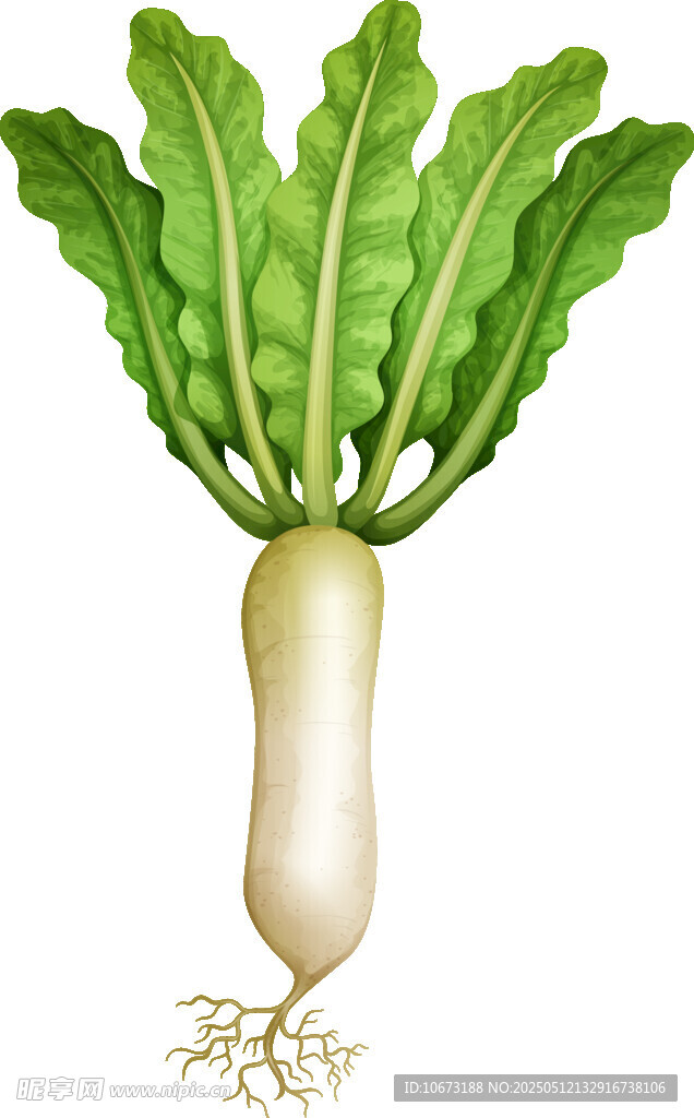 新鲜白萝卜插画