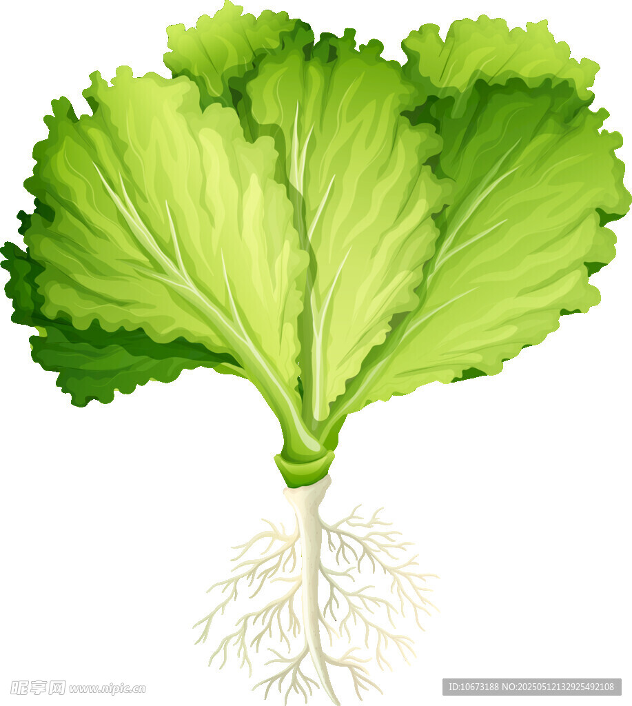 新鲜生菜带根插画