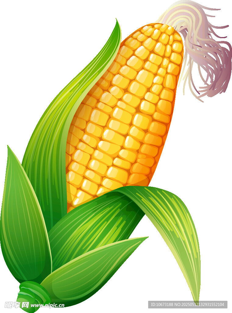 新鲜玉米棒 饱满诱人