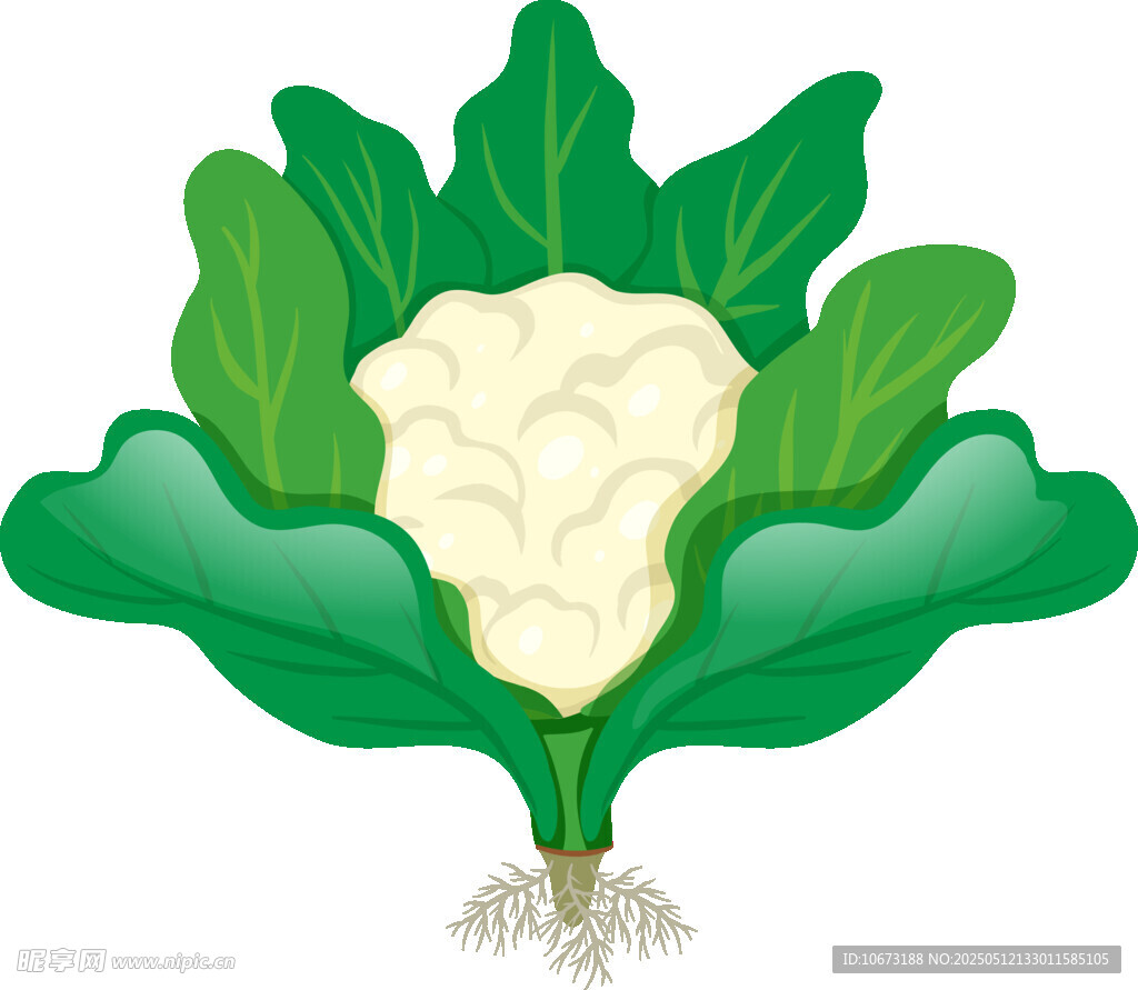 新鲜花椰菜插画