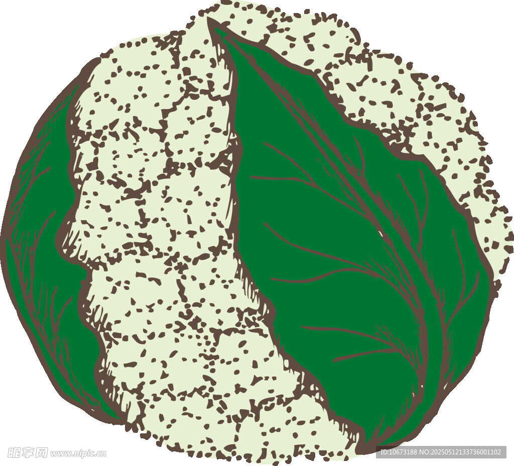手绘花椰菜插画