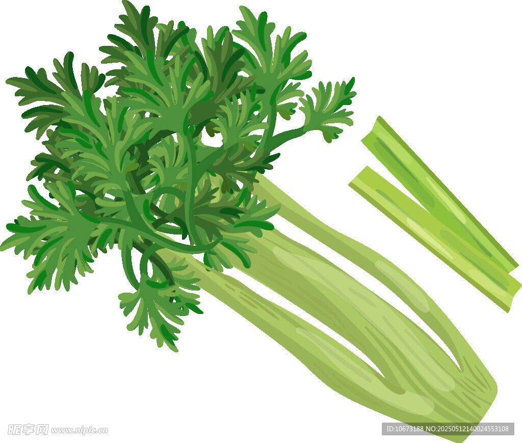 新鲜芹菜插画