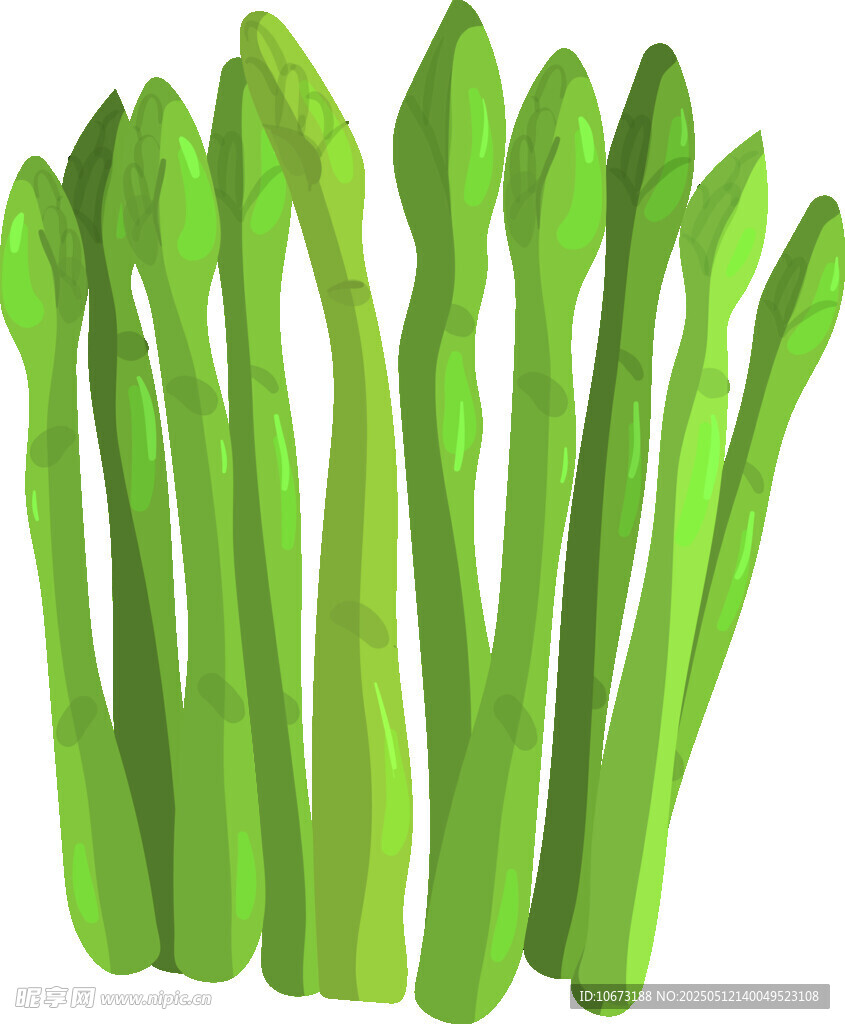 鲜嫩芦笋插画
