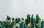 翠绿仙人掌群景观