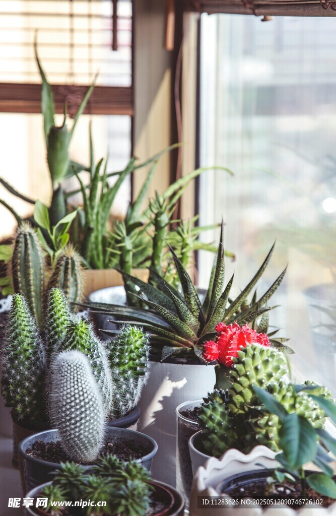 窗台上的多样仙人掌植物