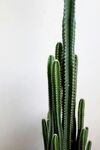 挺拔仙人掌植物特写