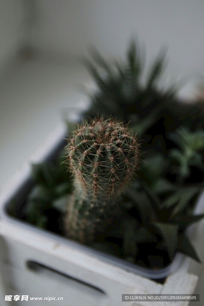 白色花盆中的可爱小仙人球