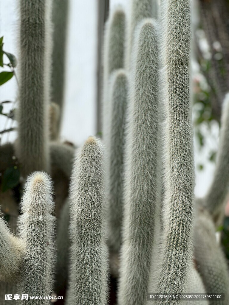 直立丛生的毛茸茸仙人掌