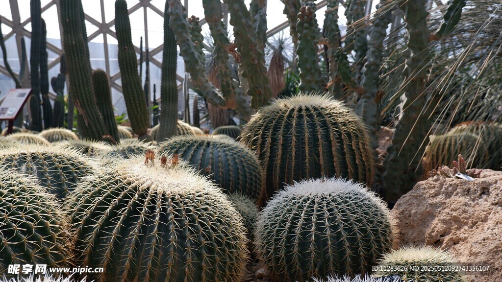 群聚的圆型仙人掌景观
