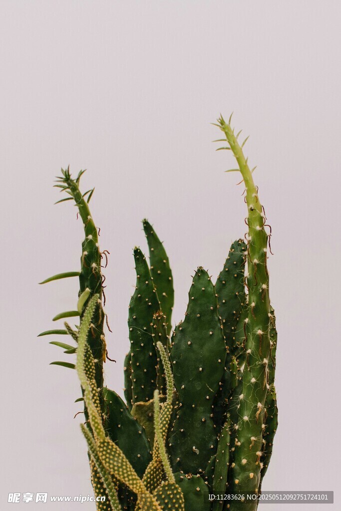 奇特多刺绿植特写