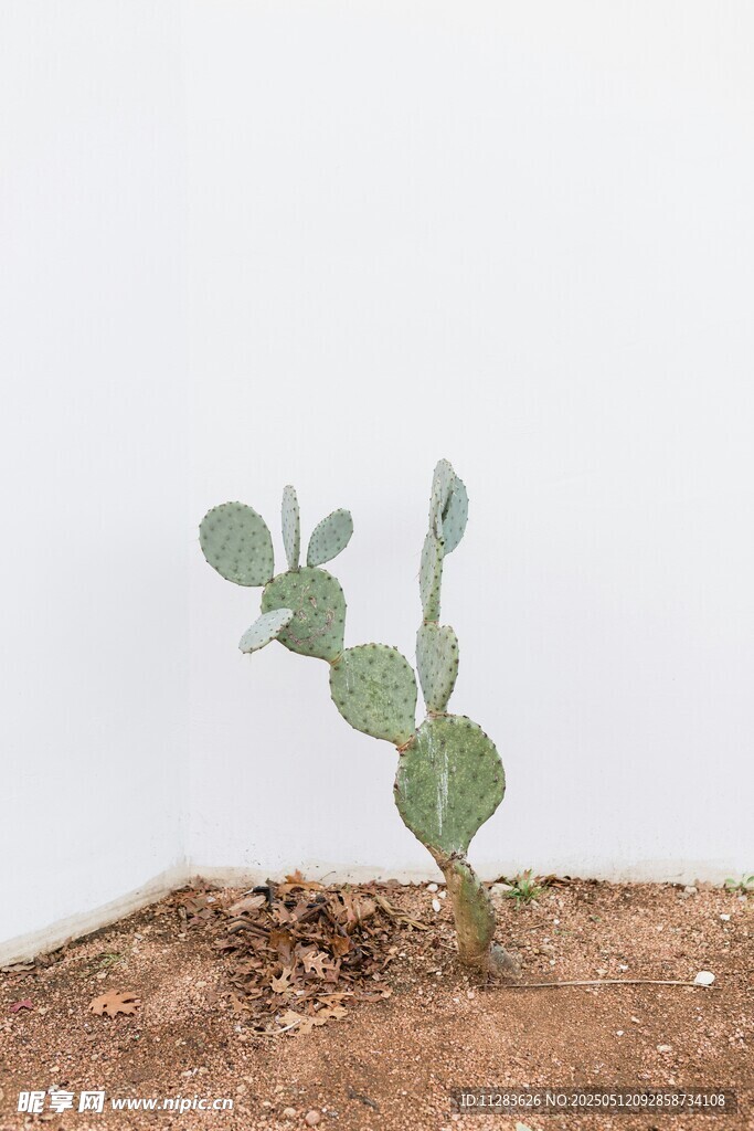 小绿植破土生长