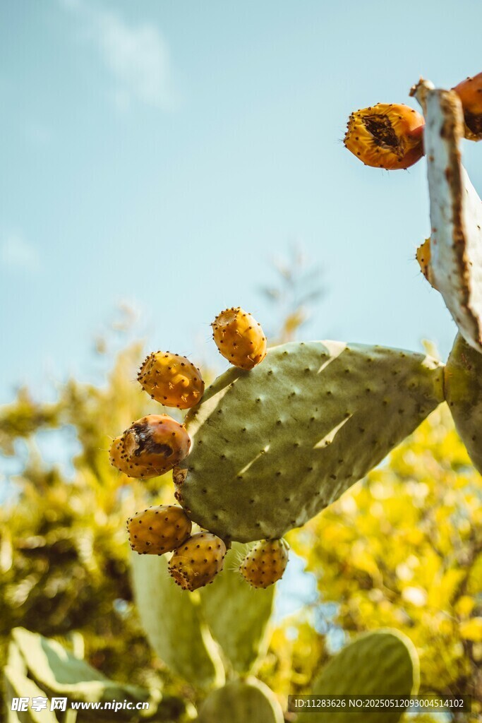 阳光下的仙人掌与蜜蜂