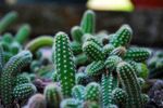 可爱丛生仙人掌植物景观