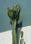 高大仙人掌与墙影