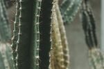 挺拔的仙人掌植株