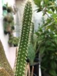 挺拔仙人掌