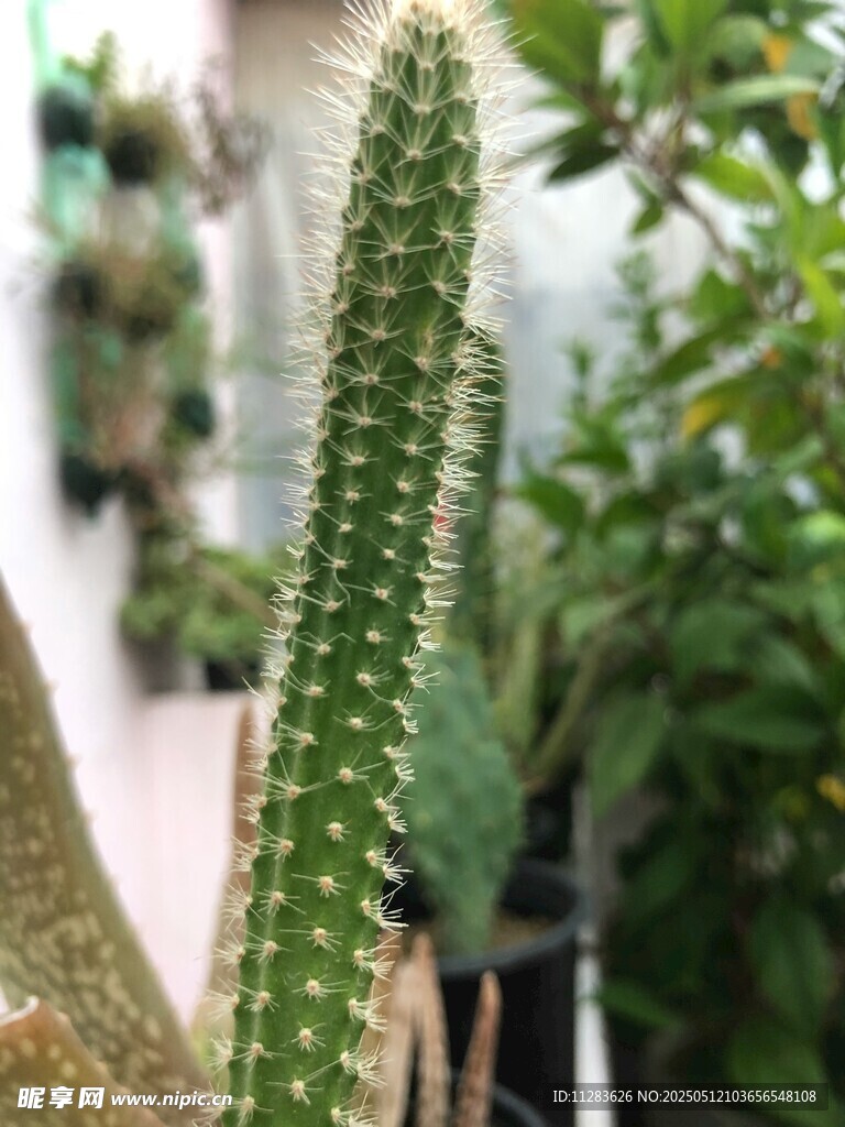 挺拔仙人掌