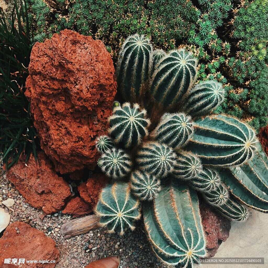 群生仙人球与红色岩石
