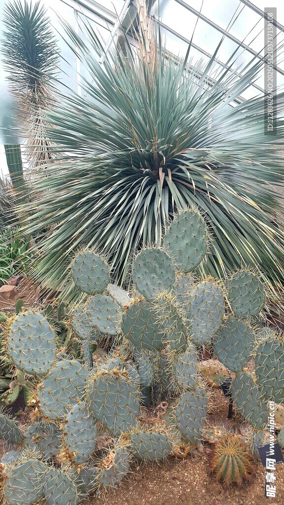 多样仙人掌植物景观