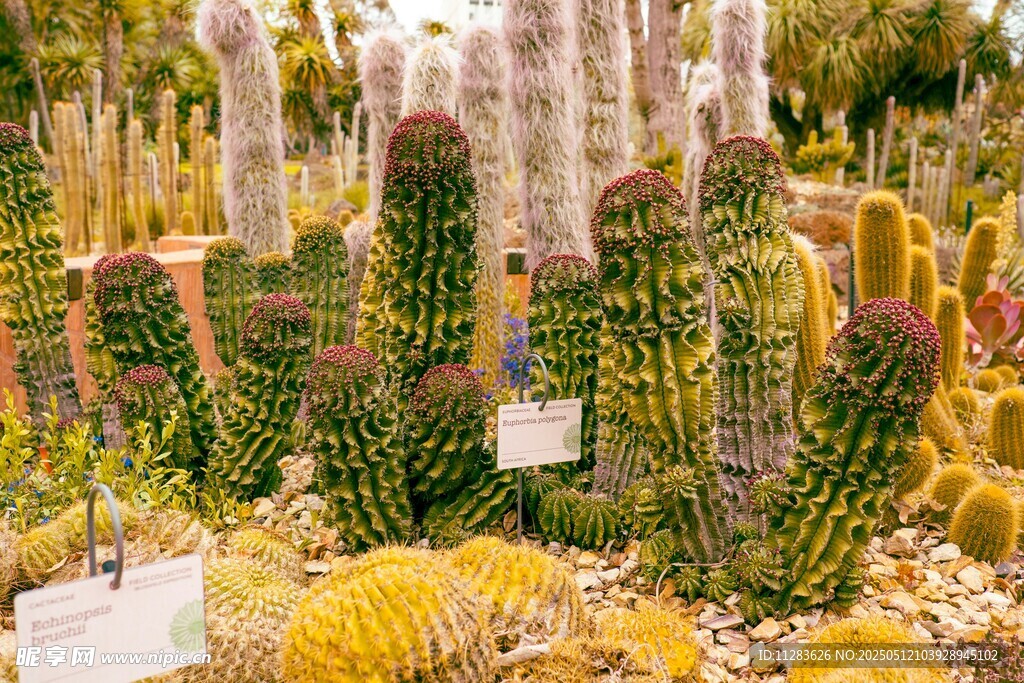 多样仙人掌植物景观展示