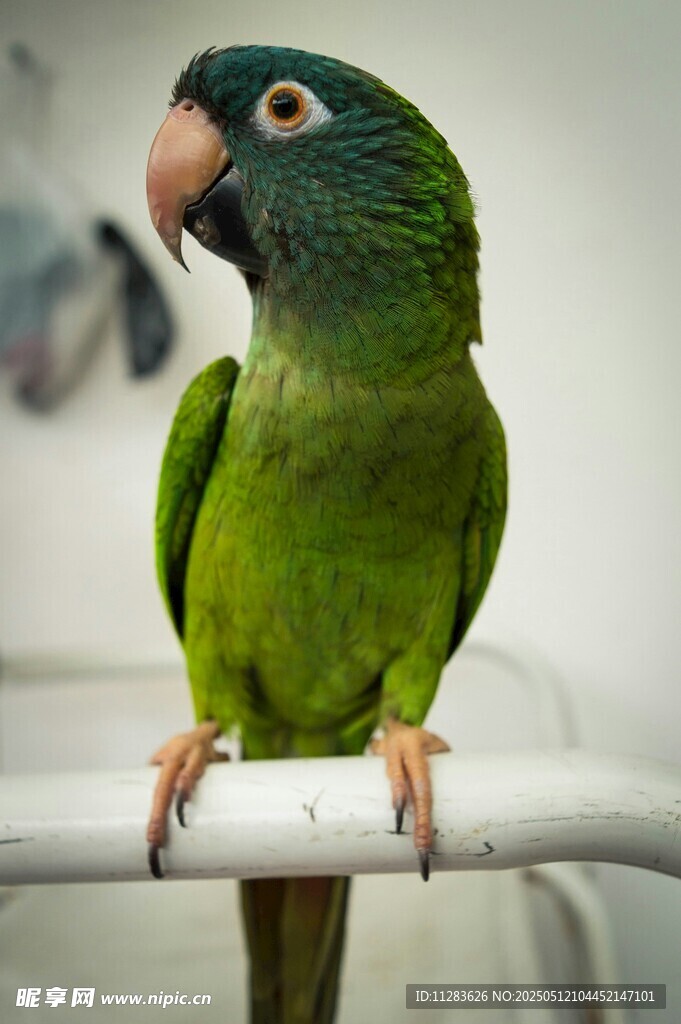 绿色鹦鹉