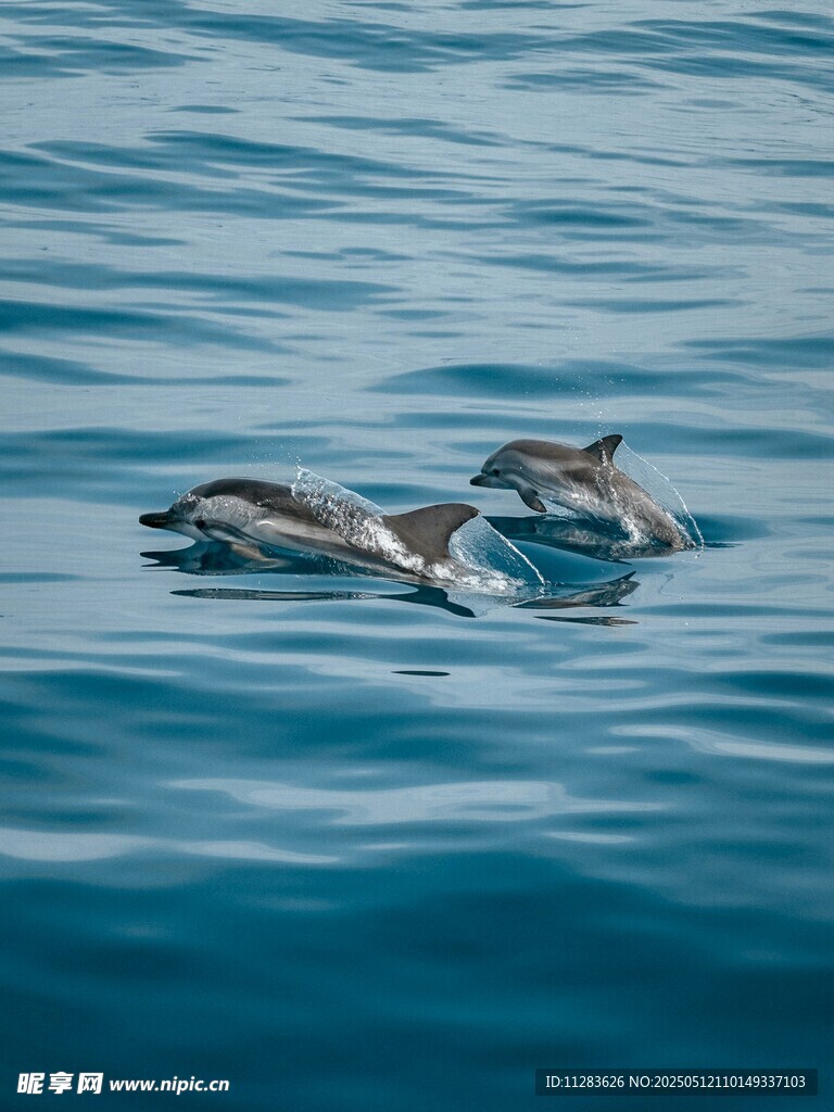 海中嬉戏的可爱海豚
