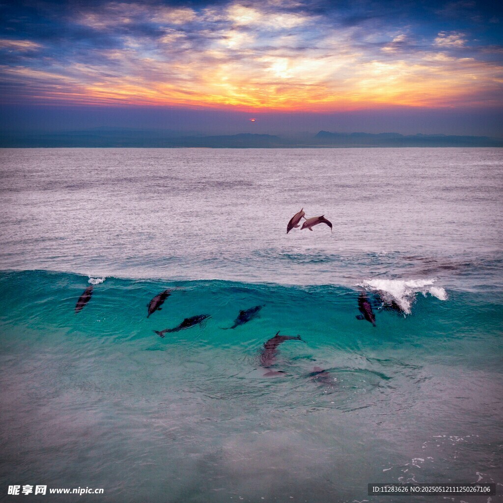 海洋海豚