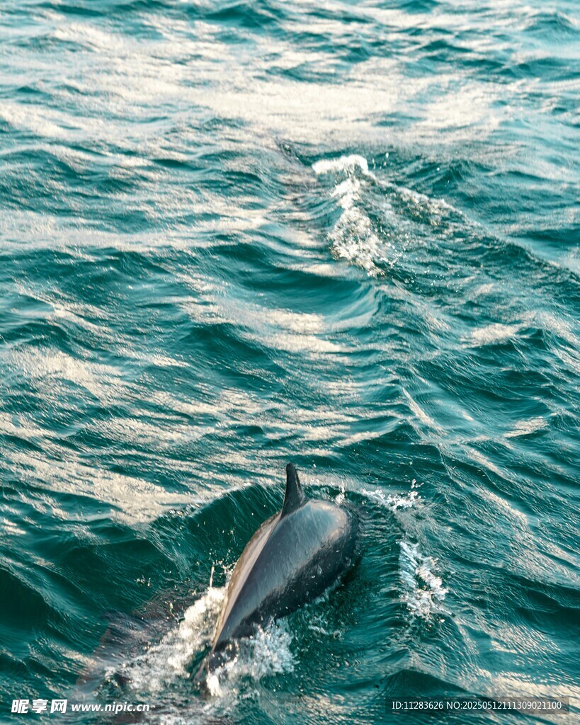 海中畅游的灵动海豚