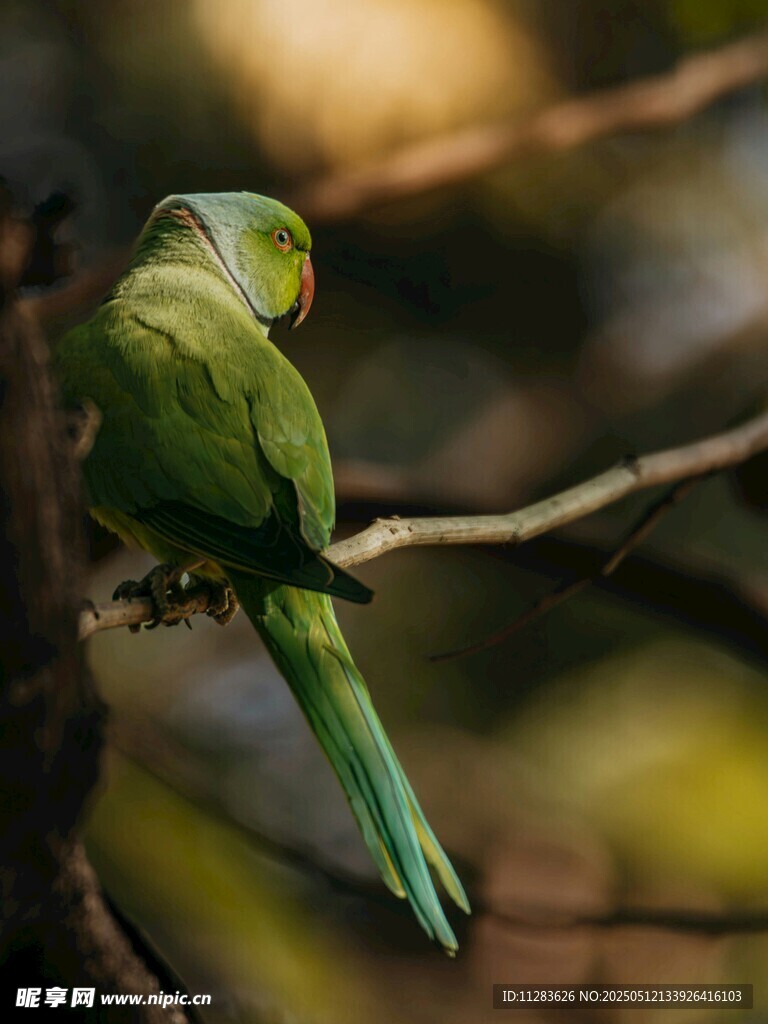 枝头绿鹦鹉