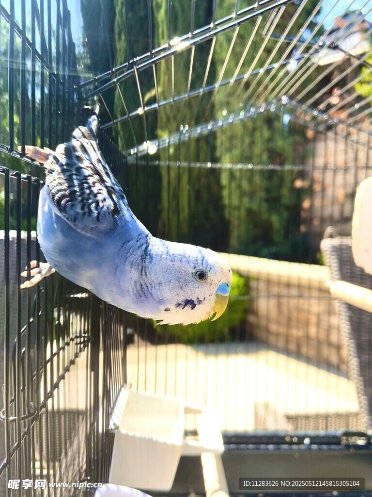 鹦鹉