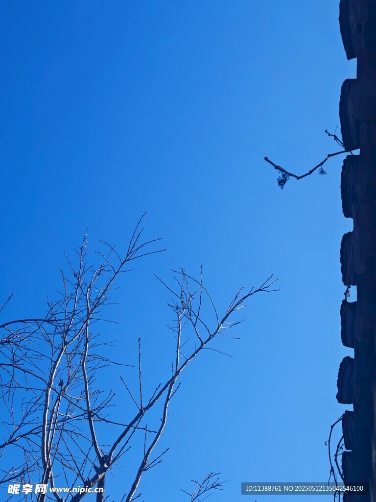 蓝天枯枝旁的建筑轮廓